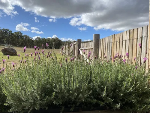 Q1 on Crestview, Adorable 1 Bedroom Farm Stay Cabin Budgee Budgee 호텔