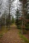 Secluded Wooded Cottage Near Snowmobile & Walking Trails, Fire Pit, Fast Wi-FI