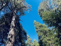 Treehouse Lodge- A quiet hilltop creative retreat, minutes from the lake.