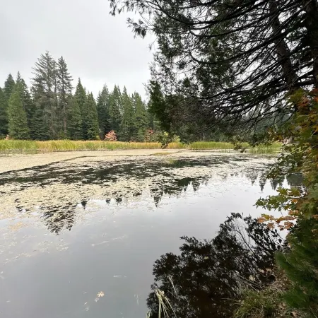 Secluded Cabin at Shaver Lake – Quiet, Private & Family Friendly