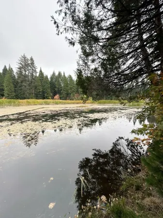 Secluded Cabin at Shaver Lake – Quiet, Private & Pet-Friendly