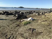 Serene restful redwoods getaway