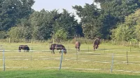 Quiet Equestrian Retreat - Sleeps 4