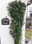 Cosy & homely cottage 1m from Brixham-Tucked away from the hustle and bustle .