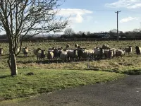 Setcops Farm Holiday Cottages Hotel a Brigg