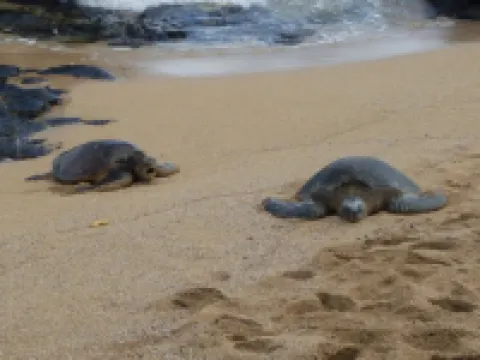 Breathtaking Newly Remodeled Oceanfront Condo 2BD/2BA - Remarkable Molokai Views
