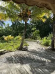 The tropical garden