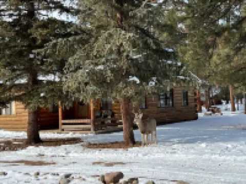 Spacious Family Friendly Cozy Cabin Hotels in South Fork