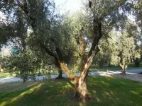 Olive Tree House- Vacation Rentals