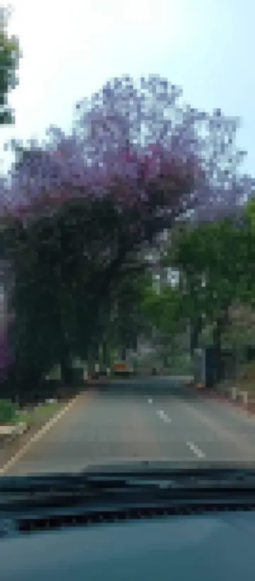 The Ark Haven Ooty by Scenic Serenity Stays