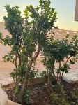 The Noverian Antama Organic Beach Resort Chania with Outdoor Heated Pool - Condos