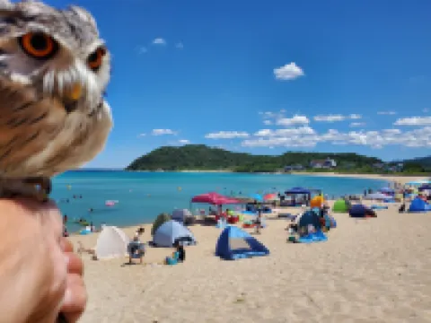 Kotohi a seaside cafe and guesthouse where you ca โรงแรมในเคียวตันโกะ