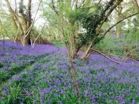 Standard Hill Cottage Hotels in Herstmonceux