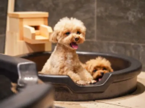 Yururi Hakone with Dogs