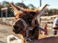 Hunter Valley Resort, Hunter Farm Adventure Centre & 4 Pines at The Farm Hotels in Pokolbin