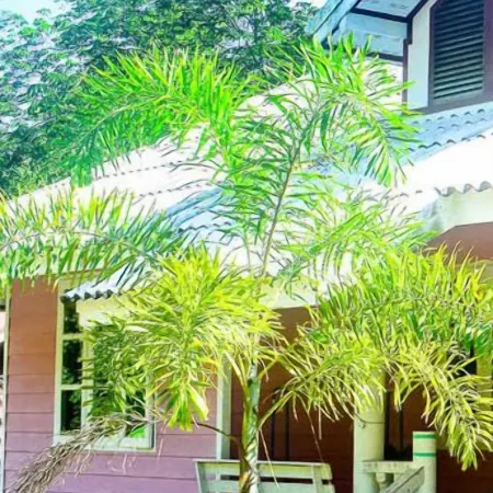 Ton Tawan Resort