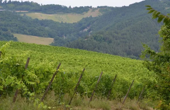 多娜利維亞農莊酒店