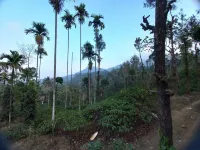 Manikkal Bungalow Uphill Cottage Large Hotels in Kuttiady
