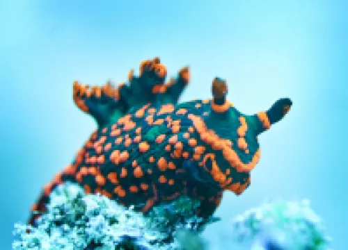 Coral Sea Dreaming Dive and Sail