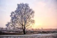 Beautiful cottage in Laren Hotels in Laren