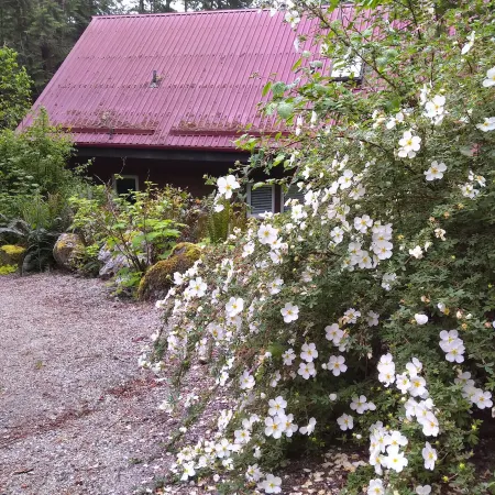 Moon Dance Cabin