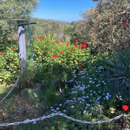 Loiseau Bleu à Calvi