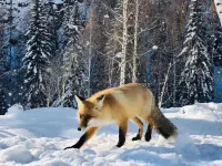 Hemu blueberry Villa