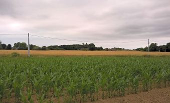 a vast field of corn plants is seen in the distance , with a small building in the background at La Clef des Champs