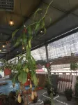 Anderson Hotel Hotels in Ipoh