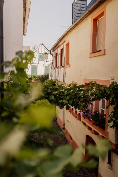 Garden Jula Photo