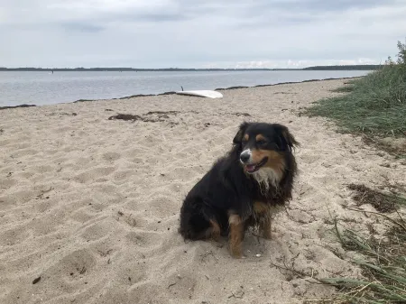 Luxusurlaub Unter Reet am Salzhaff. Surfen, Radfahren, Wandern - mit Hund!