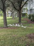 Lovely 3-bdrm condo at Resort near Disney, Universal + pools, hot tubs-1st floor