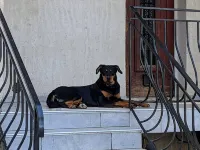 Charming T1 of 30 m² on the ground floor of villa