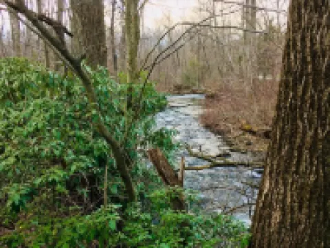 Wooded cabin in the Laurel Highlands with beautiful yard and native trout stream Hotels in Donegal Township