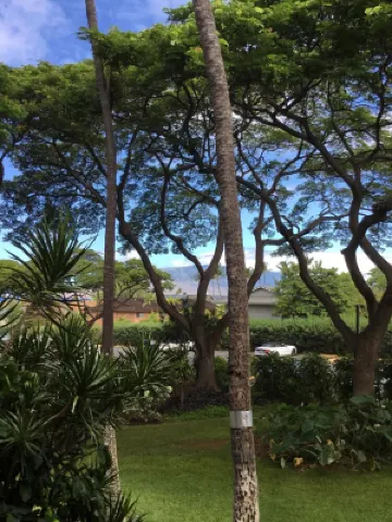 Maui Vista #2-Walk to Beaches & Restaurants-Pickleball