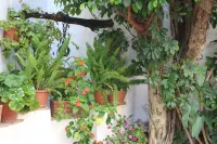 Hotel Restaurante Blanco y Verde
