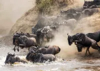An affordable way to visit Masai Mara, stay in our cottage and enjoy.