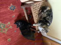 Peacock Cottage, Pet Friendly,  Black Mountain Range, nestled on Brecon Beacons Hotels in Brecon