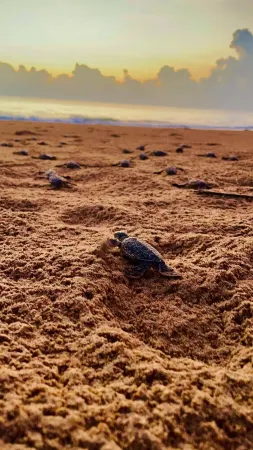 come to the beach-stay with us Отели в г. Induruwa