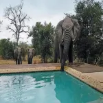 Leopard Hills Private Game Reserve - 5 tähden