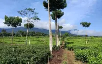Villa Fifasa Bumi Ciherang Hotels in Pacet