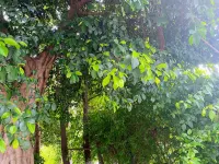 Nanjiang Guangwushan Town Yunwu Home Farmhouse