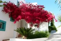 Mastichari Bay Hotel - Pet-friendly
