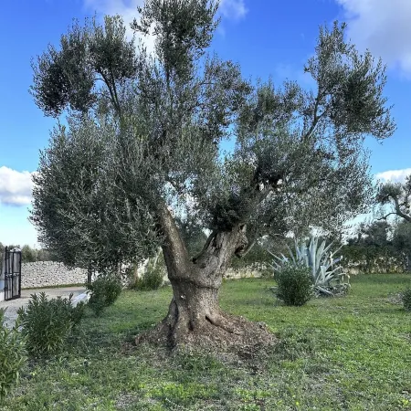 Trullo, Villa with Private Pool- WiFi, Air Con., near Ostuni & Ceglie Messapica