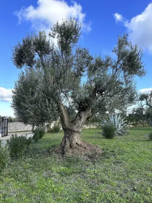 Trullo, Villa with Private Pool- WiFi, Air Con., near Ostuni & Ceglie Messapica Hotels near Maac
