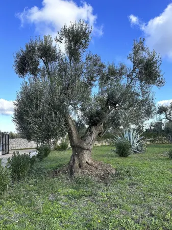 Trullo, Villa with Private Pool- WiFi, Air Con., near Ostuni & Ceglie Messapica