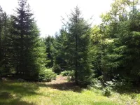 Sunny , cozy 1-bedroom, wooded, private, central Island location, close to ocean