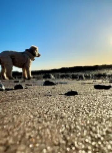 Romantic Boutique Bolthole In Pittenweem Near St Andrews. Small dogs welcome.