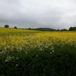 Pretty cottage studio set in lovely countryside close to the Heritage coast - Huoneistot