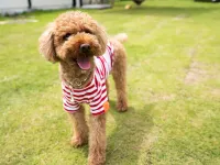 Lucy Resort Hotel a Jōsō